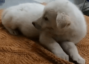 C1410022_Man finds puppy in sewer adopts it #rescue #rescueanimals_part2