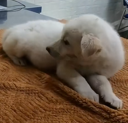 C1410022_Man finds puppy in sewer adopts it #rescue #rescueanimals_part2