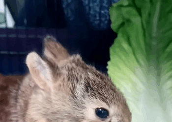 C1410023_Rescue rabbit fell into pool,the man received big gift_part2