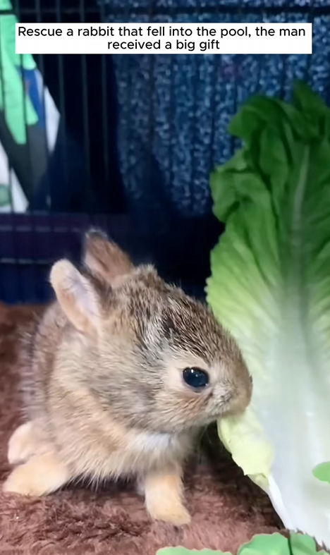 C1410023_Rescue rabbit fell into pool,the man received big gift_part2