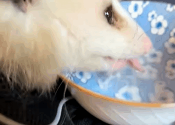 C1410024_Man rescues trapped opossum adopt it as pet #rescue #rescueanim…_part2