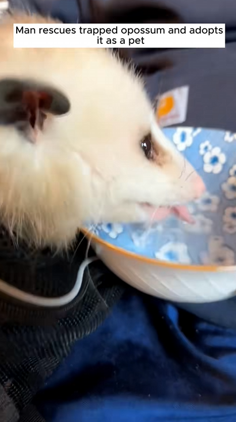C1410024_Man rescues trapped opossum adopt it as pet #rescue #rescueanim…_part2
