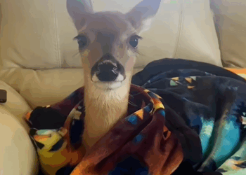 C1410025_Rescue deer lying motionless on road #rescue #rescueanimals #an…_part2