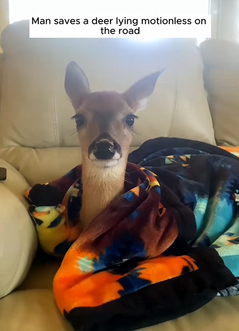 C1410025_Rescue deer lying motionless on road #rescue #rescueanimals #an…_part2