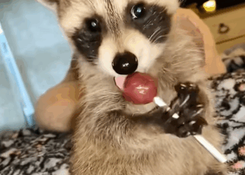 C1410026_My dog brought friend home they have been friends ever since #r…_part2