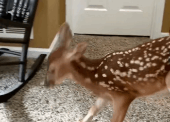 C1410027_Rescue baby deer #rescue #rescueanimals #animals #animals #animalso…_part2