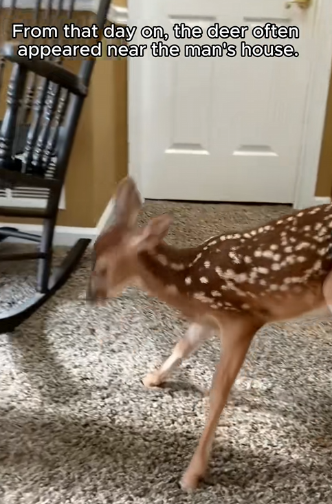 C1410027_Rescue baby deer #rescue #rescueanimals #animals #animals #animalso…_part2