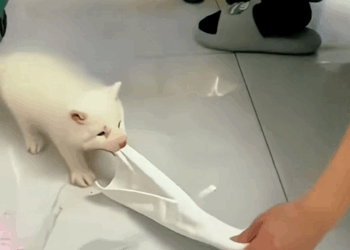 C1410028_Rescue baby fox #rescue #rescueanimals #animals #animalsoftiktok #fox_part2