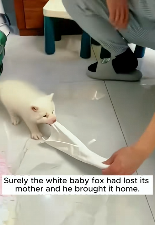 C1410028_Rescue baby fox #rescue #rescueanimals #animals #animalsoftiktok #fox_part2