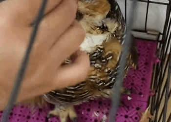 C1410030_Rescue an owl on road #rescue #rescueanimals #animals #animalsof…_part2