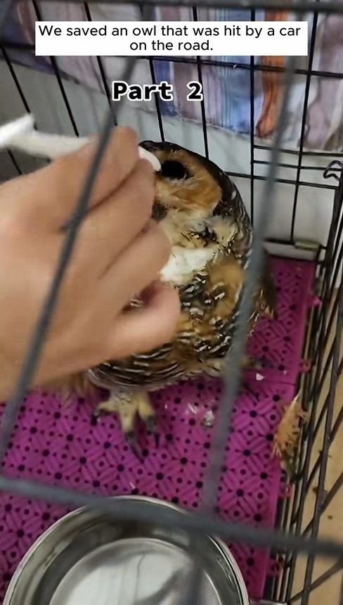 C1410030_Rescue an owl on road #rescue #rescueanimals #animals #animalsof…_part2