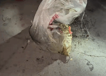 C1510001 Rescue dog #rescue #animals #adoptdontshop #petlover #dog #cutedog part2