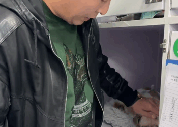 C1510003_Rescue dog.#rescue #rescueanimals #animals #pitiful #loveanimals #l…_part2