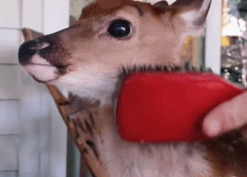 C0210011_Rescue poor fawn baby#animals #fyp #rescue #fawn_part2