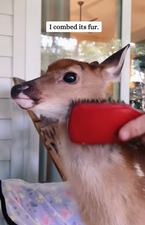 C0210011_Rescue poor fawn baby#animals #fyp #rescue #fawn_part2