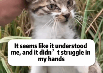 C1510004_Rescue cat #rescue #animals #adoptdontshop #petlover #cat #cutecat_part2