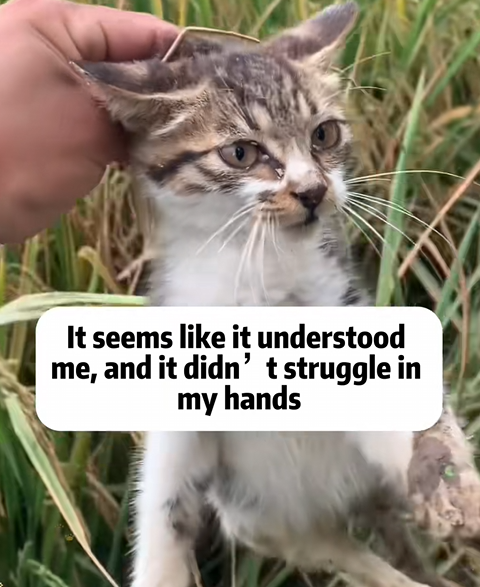 C1510004_Rescue cat #rescue #animals #adoptdontshop #petlover #cat #cutecat_part2