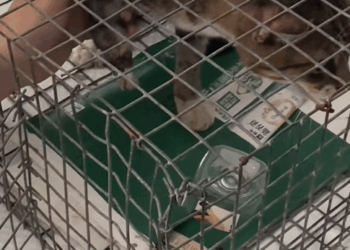 C1510005_Rescue cat #rescue #animals #adoptdontshop #petlover #cat #cutecat_part2