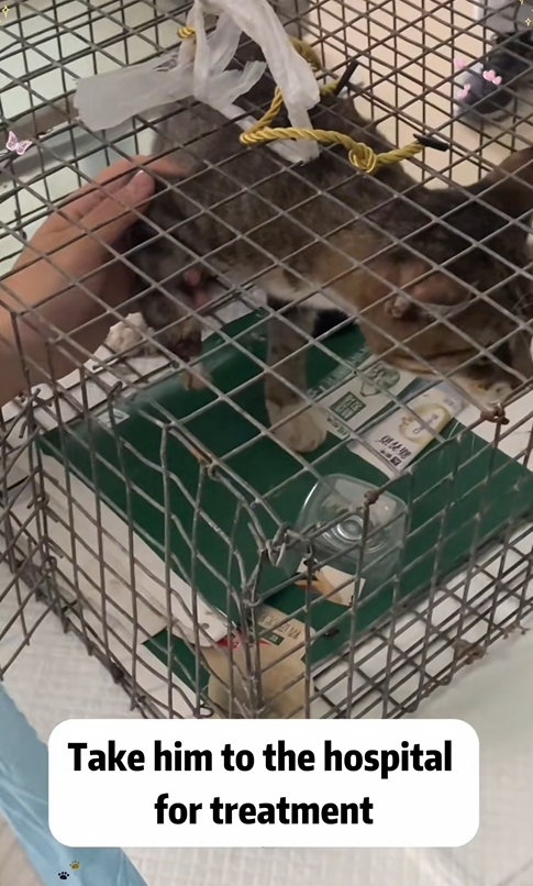 C1510005_Rescue cat #rescue #animals #adoptdontshop #petlover #cat #cutecat_part2