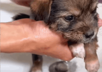 C1510006_Rescue poor puppy. #rescue #rescueanimals #animals #animalsoftiktok_part2