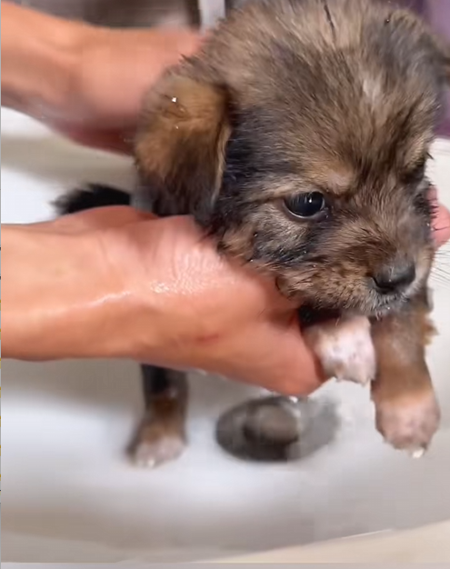 C1510006_Rescue poor puppy. #rescue #rescueanimals #animals #animalsoftiktok_part2