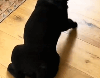 C1510007_Rescue stray dog #rescue #rescueanimals #animals #fyp #dog #res…_part2