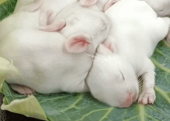 C1510008_Kind family rescues baby rabbits who lost their mother then_part2