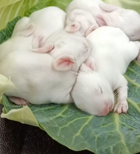C1510008_Kind family rescues baby rabbits who lost their mother then_part2