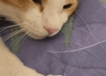 C1510009_Girl adopted stray cat gave it warm home #animal #animalsofti…_part2