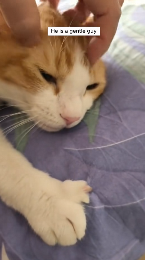C1510009_Girl adopted stray cat gave it warm home #animal #animalsofti…_part2