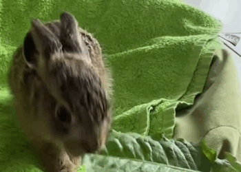 C1510010_Man rescued poor baby rabbit hungry ferret #animal #animalsoft…_part2