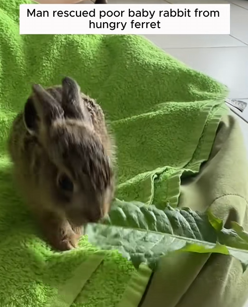 C1510010_Man rescued poor baby rabbit hungry ferret #animal #animalsoft…_part2
