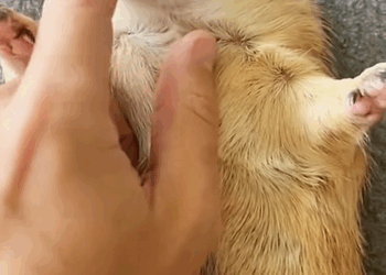 C1510011_My dog brought home prairie dog decided to adopt it #animal_part2