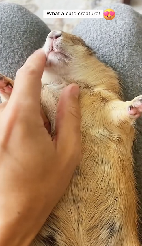 C1510011_My dog brought home prairie dog decided to adopt it #animal_part2