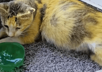 C1510012_Rescue stray cat about to give birth #rescue #animals #rescueanimals_part2