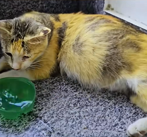 C1510012_Rescue stray cat about to give birth #rescue #animals #rescueanimals_part2
