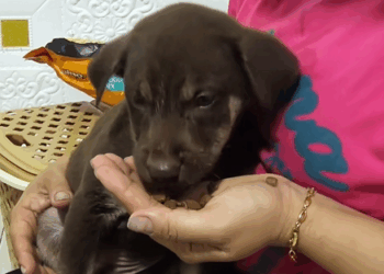 C1510013_Rescue puppy #rescue #animals #rescueanimals #rescuedog #puppy_part2