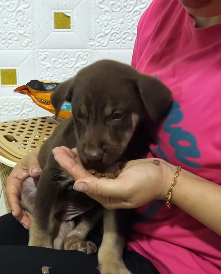 C1510013_Rescue puppy #rescue #animals #rescueanimals #rescuedog #puppy_part2
