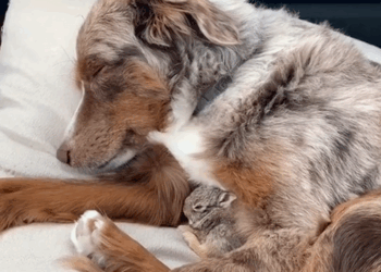 C0210012_My cat brought home baby rabbit adopted it #animals #rescuean…_part2