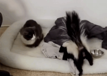 C1510014_Rescue skunk #rescue #rescueanimals #animalsoftiktok #fyp #rescue_part2