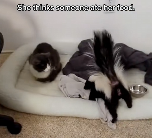 C1510014_Rescue skunk #rescue #rescueanimals #animalsoftiktok #fyp #rescue_part2