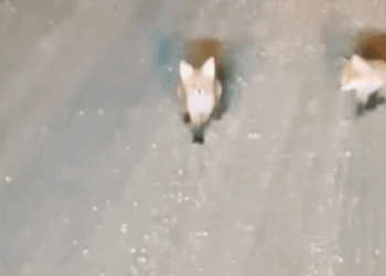 C1510015_man saved hungry baby fox lying on side of road #rescue #re…_part2