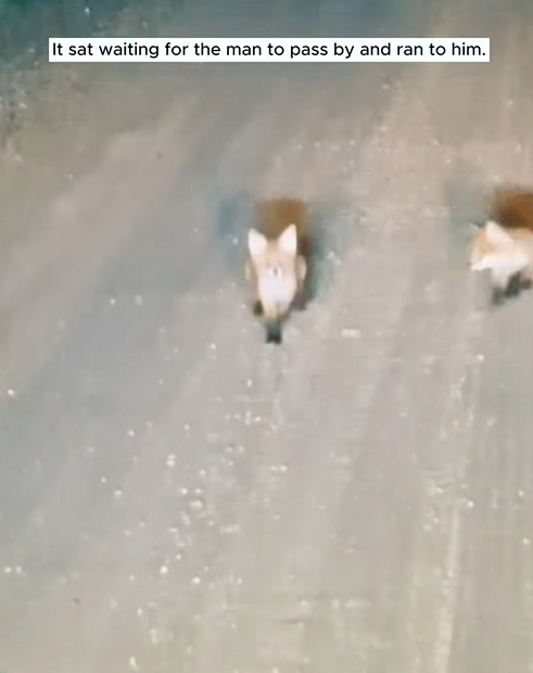C1510015_man saved hungry baby fox lying on side of road #rescue #re…_part2