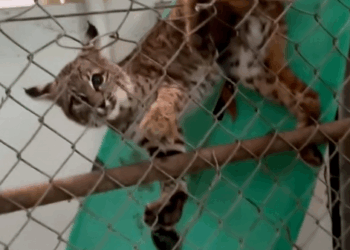 C1510016_Amazing! Bobcat baby calls help humans to save it trapped_part2