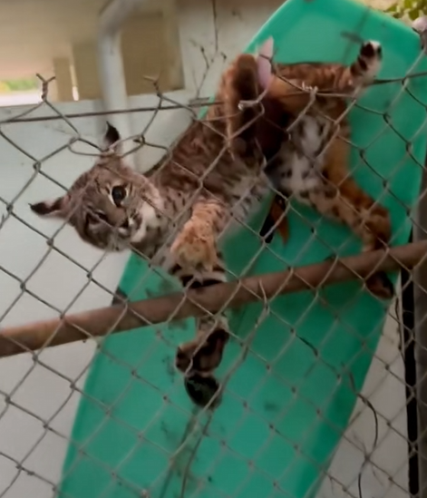 C1510016_Amazing! Bobcat baby calls help humans to save it trapped_part2