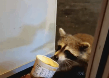 C1510017_Raccoon enters man house to seek help ending #rescue #rescu…_part2