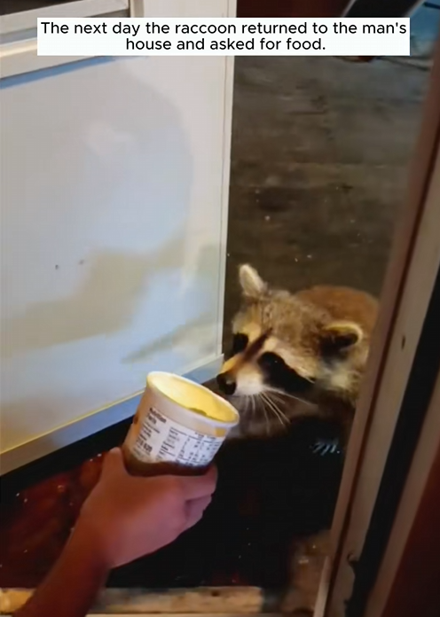 C1510017_Raccoon enters man house to seek help ending #rescue #rescu…_part2