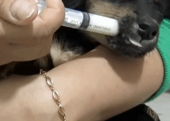 C1510018_What would have happened if puppy hadn been treated in time_part2