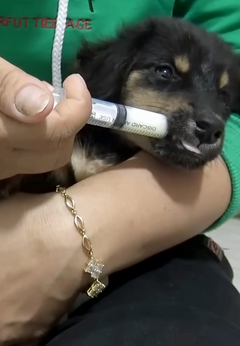 C1510018_What would have happened if puppy hadn been treated in time_part2