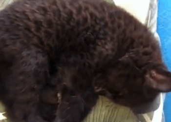 C1510019_Is biggest cat you have ever seen #rescue #rescueanimals #a…_part2